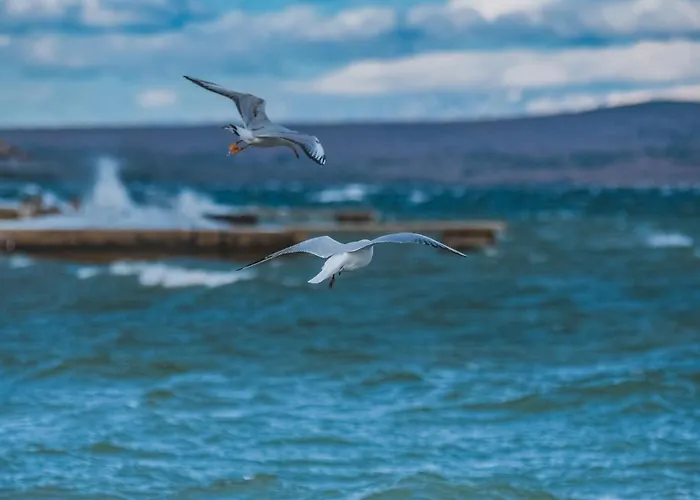 Apartament Cvita Bilice